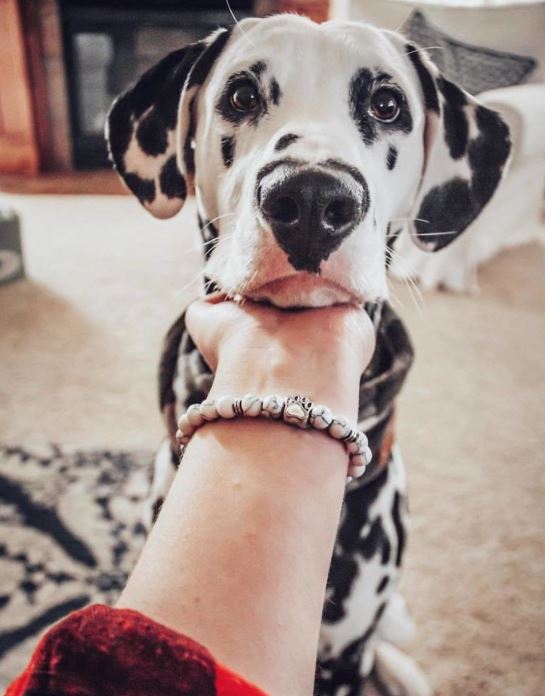 This dog became famous on Instagram thanks to its unique heart-shaped nose 12