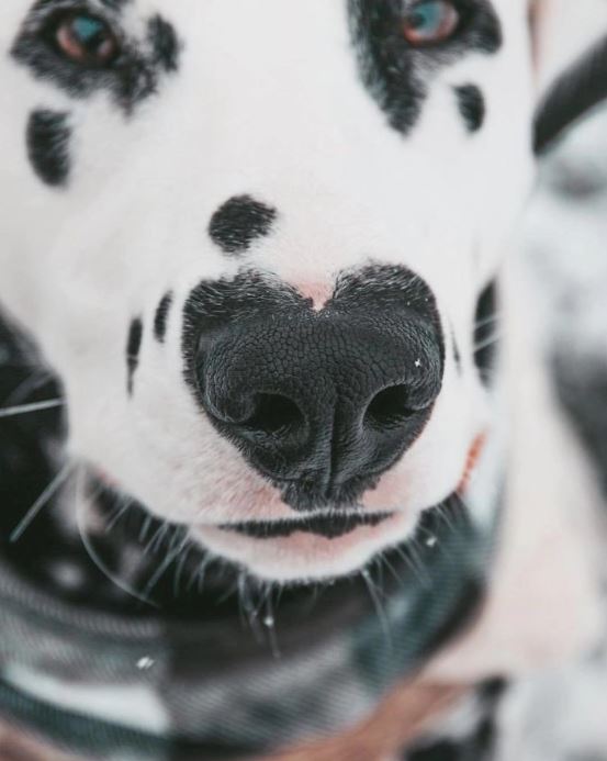 This dog became famous on Instagram thanks to its unique heart-shaped nose 13