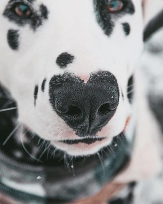 This dog became famous on Instagram thanks to its unique heart-shaped nose. Image: Instagram