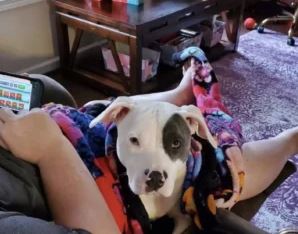 A newly adopted pitbull is ecstatic to have found a new family 4