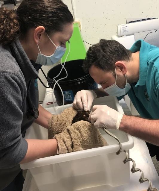 Dr. Daniel Calvo Carrasco and nurse Debbie Addison grind Goldie's teeth. Image Credit: Metro