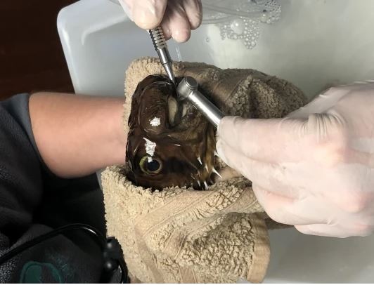 The doctor mixed a dose of fish anesthetic and poured it into a bucket of water for Goldie. The little fish then gradually entered a mild coma. Image Credit: Metro