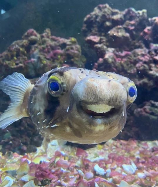 The pufferfish finally smiled after its owner anesthetized it and sharpened its teeth 5