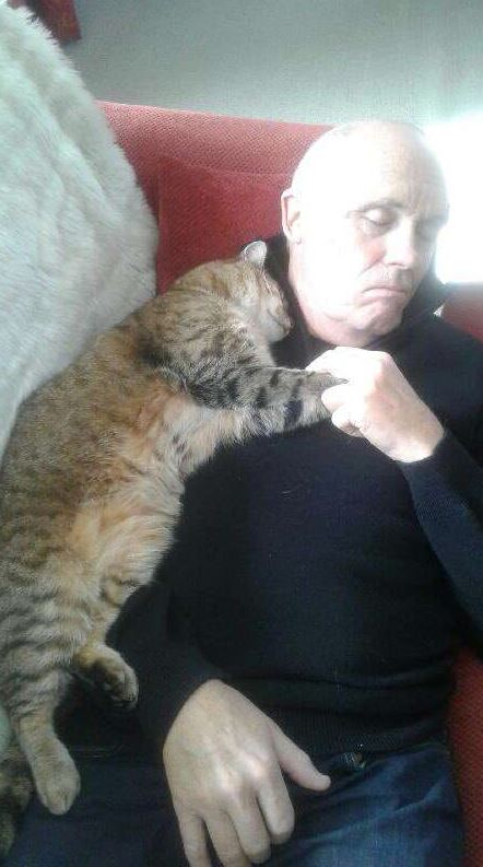 Heartwarming story: random cat sneaks into home to comfort man recovering from surgery 2