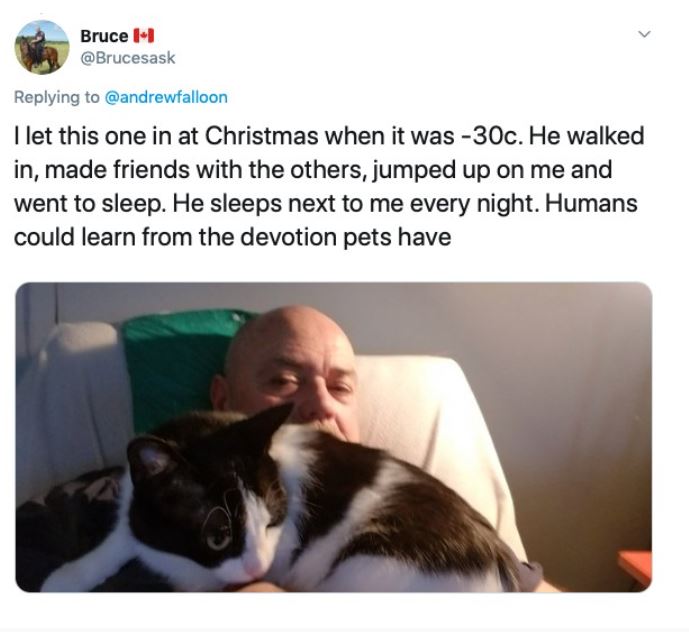 Heartwarming story: random cat sneaks into home to comfort man recovering from surgery 6