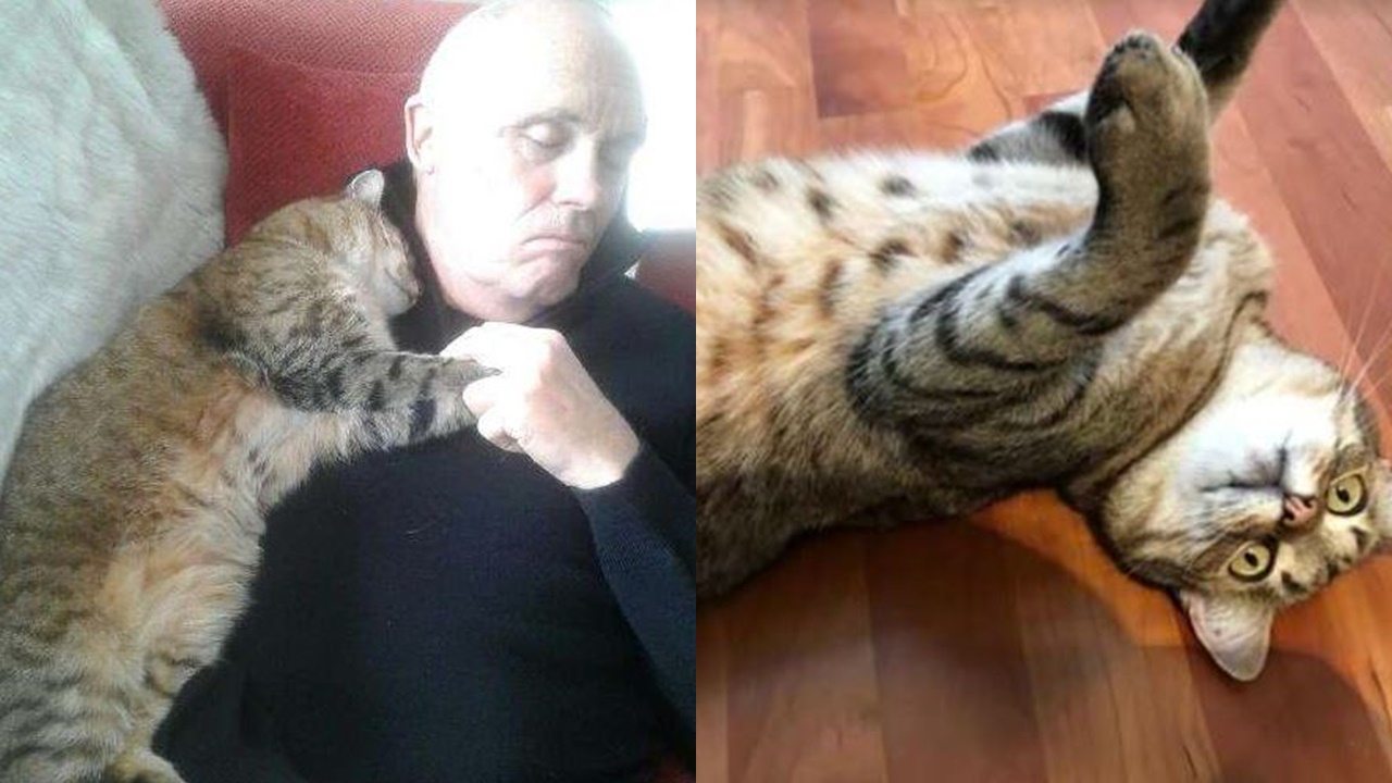 Heartwarming story: random cat sneaks into home to comfort man recovering from surgery 8