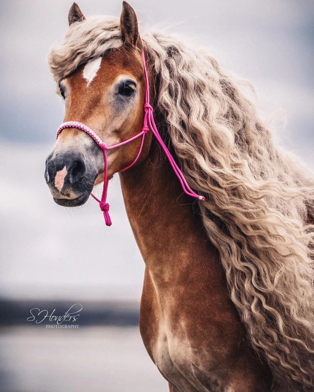 The horse has a beautiful mane, flowing like the long hair of princess Rapunzel in the clouds. 2