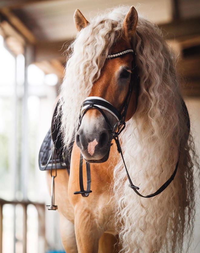 The horse has a beautiful mane, flowing like the long hair of princess Rapunzel in the clouds. 4