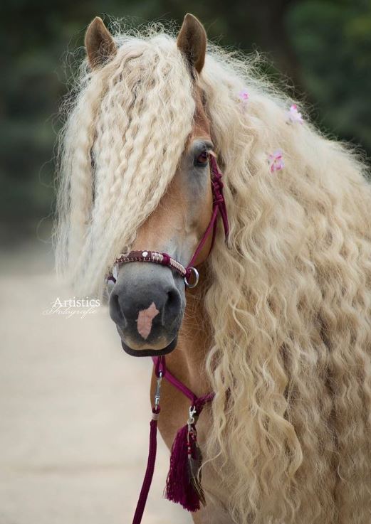 The horse has a beautiful mane, flowing like the long hair of princess Rapunzel in the clouds. 6