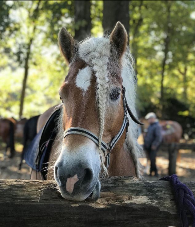 The horse has a beautiful mane, flowing like the long hair of princess Rapunzel in the clouds. 7