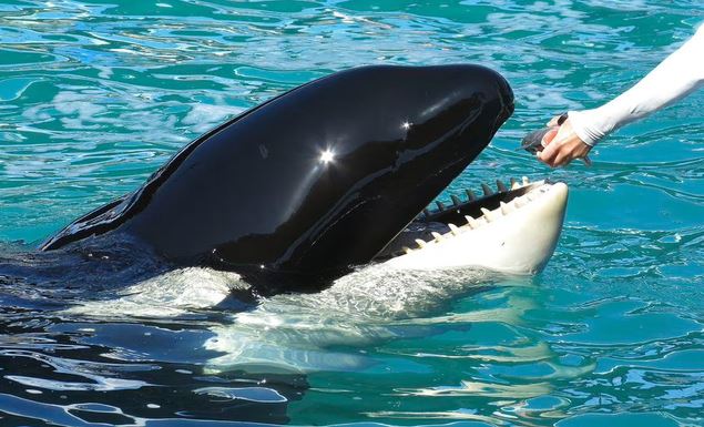 Tokitae the whale was released into the wild after spending 52 years in captivity at the Miami Aquarium 1