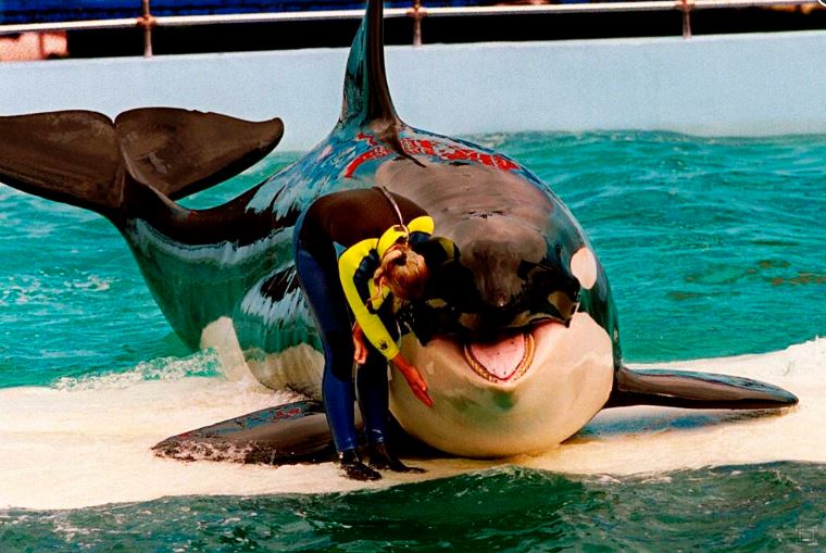 Tokitae the whale was released into the wild after spending 52 years in captivity at the Miami Aquarium 2