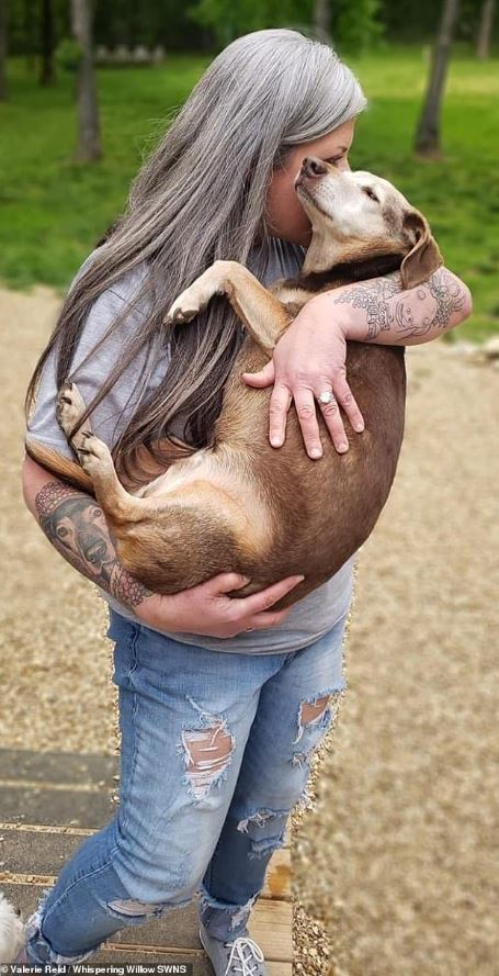 Woman opens hospice to care for 80 homeless dogs 1