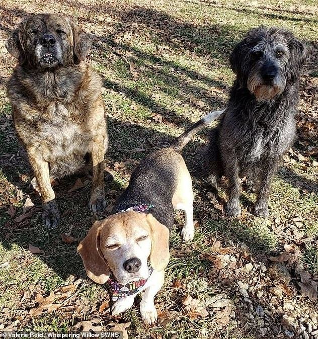 Woman opens hospice to care for 80 homeless dogs 2