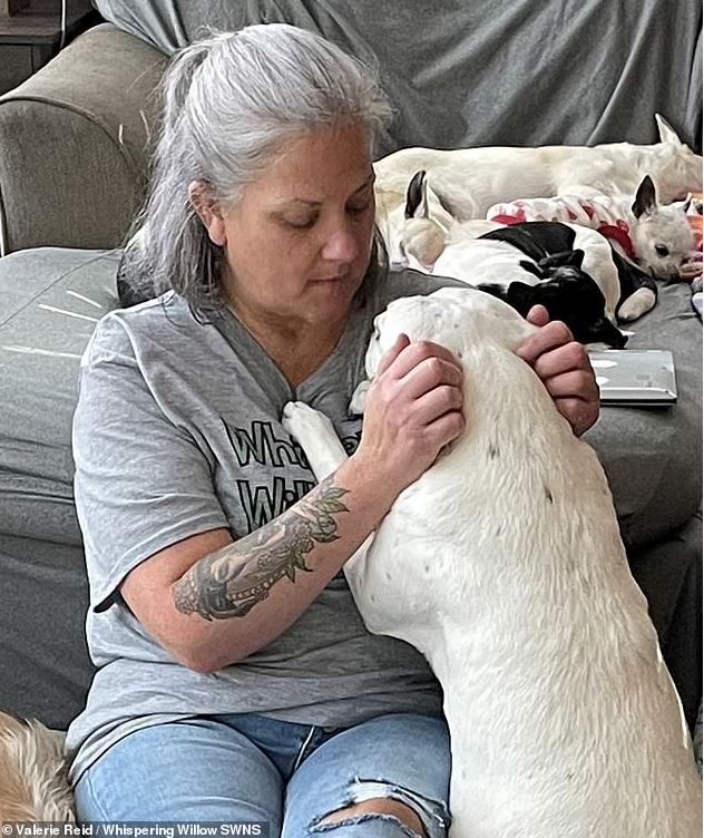 Woman opens hospice to care for 80 homeless dogs 3