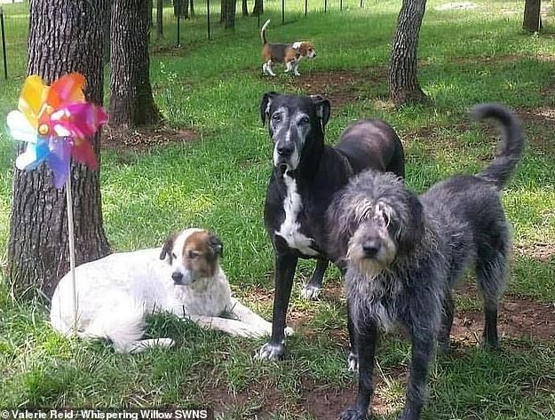 They come from another shelter, or because their owner has entered a nursing home or has passed away. Image Credit: SWNS