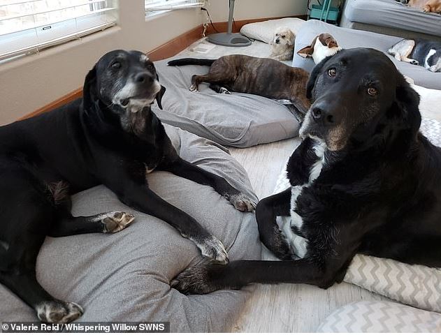 Woman opens hospice to care for 80 homeless dogs 5