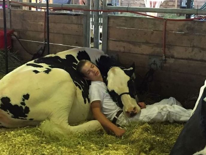 A tired boy and a cow fell asleep after losing a game but won the internet 1