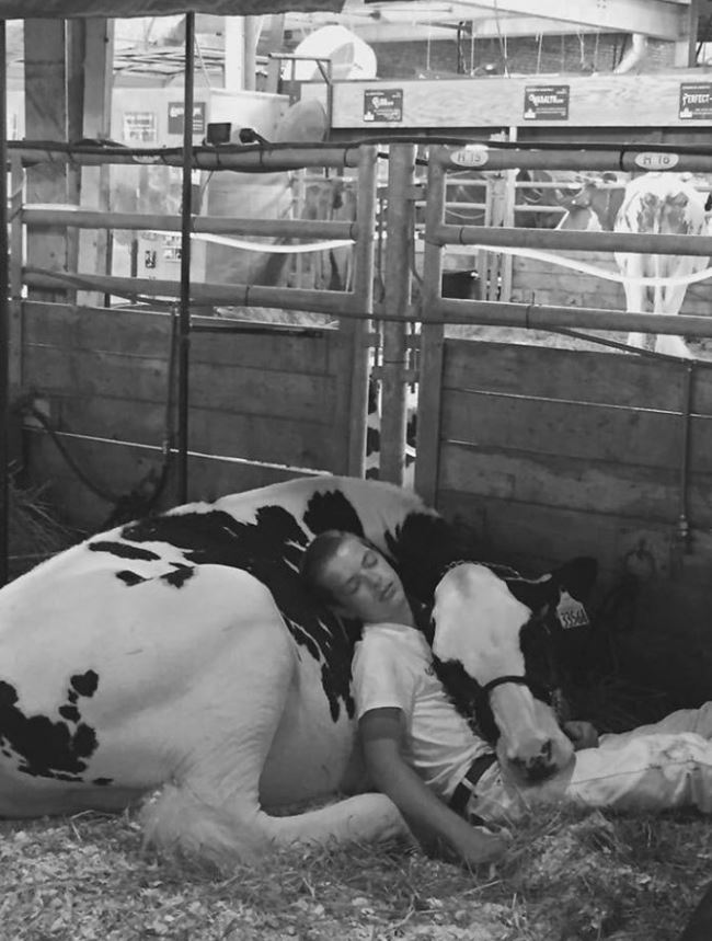 A tired boy and a cow fell asleep after losing a game but won the internet 3