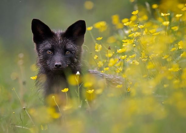 Admire the mysterious, magical beauty of wild black foxes 1
