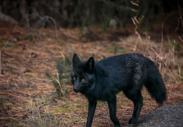 Admire the mysterious, magical beauty of wild black foxes 2