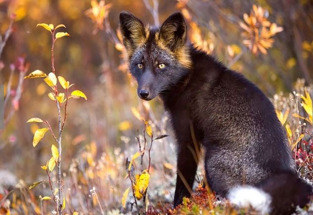 Admire the mysterious, magical beauty of wild black foxes 3