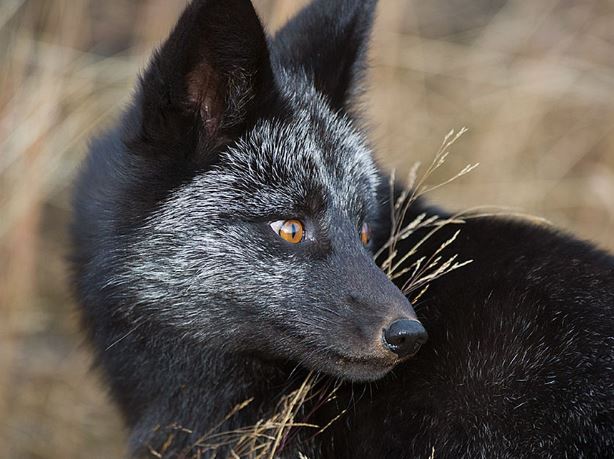 Admire the mysterious, magical beauty of wild black foxes 4