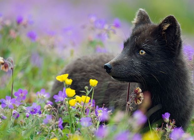 Admire the mysterious, magical beauty of wild black foxes 5