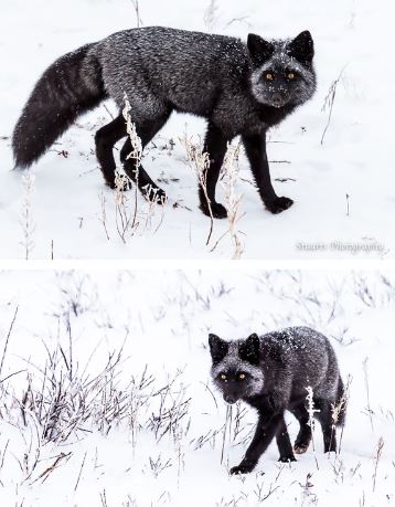 Admire the mysterious, magical beauty of wild black foxes 6