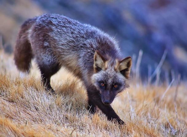 Admire the mysterious, magical beauty of wild black foxes 7