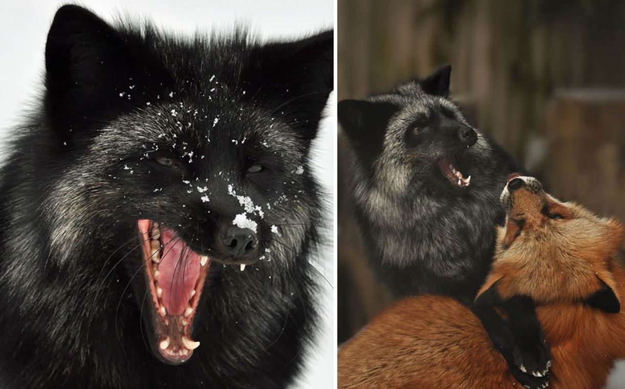 Admire the mysterious, magical beauty of wild black foxes 8