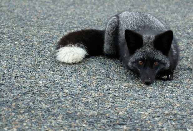 Admire the mysterious, magical beauty of wild black foxes 9