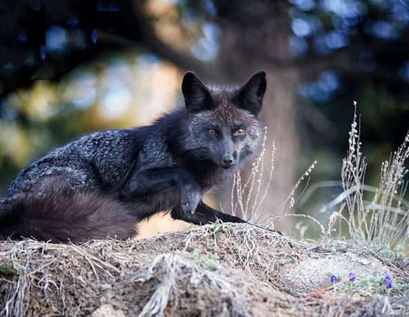 Admire the mysterious, magical beauty of wild black foxes 10