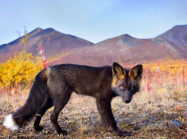 Admire the mysterious, magical beauty of wild black foxes 11