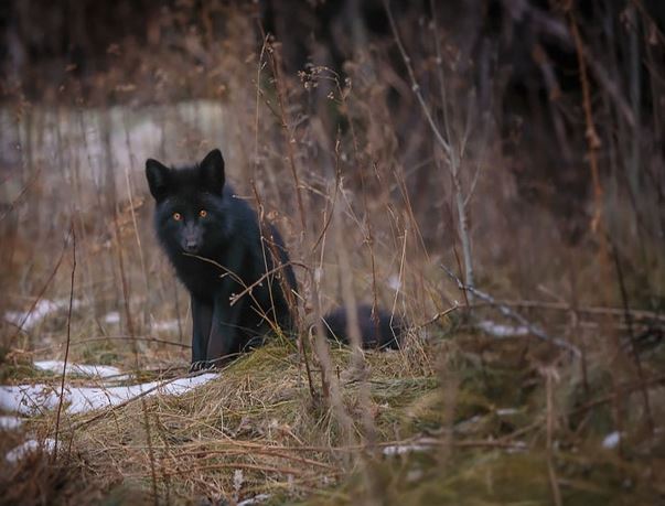 Admire the mysterious, magical beauty of wild black foxes 12