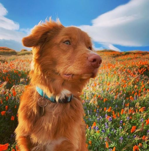 Adorable dogs make friends with all the butterflies in the garden 1