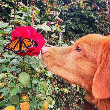 Adorable dogs make friends with all the butterflies in the garden 6