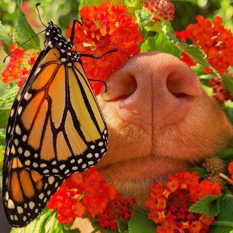 Adorable dogs make friends with all the butterflies in the garden 2