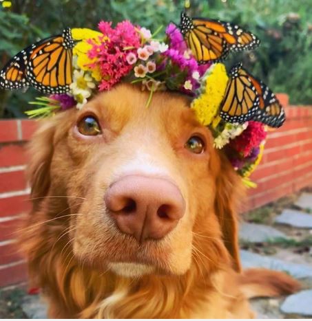 Adorable dogs make friends with all the butterflies in the garden 4