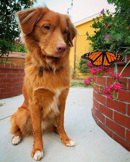 Adorable dogs make friends with all the butterflies in the garden 5