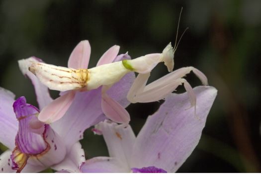 Orchid mantis - beautifully dressed as a flower, super predatory 1
