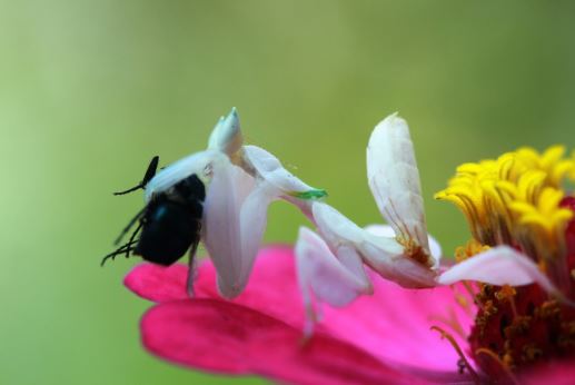 Orchid mantis - beautifully dressed as a flower, super predatory 2