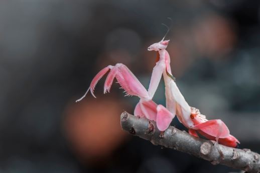 Orchid mantis - beautifully dressed as a flower, super predatory 3