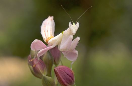 Orchid mantis - beautifully dressed as a flower, super predatory 4