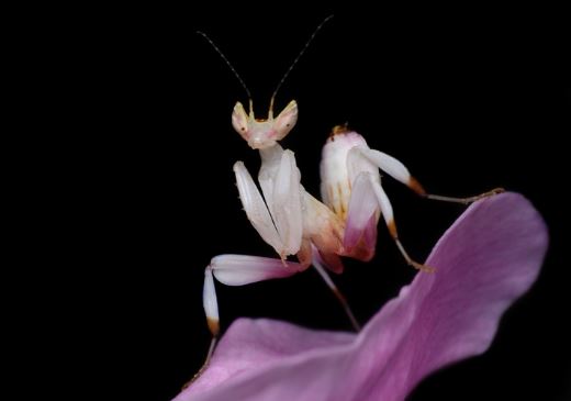 Orchid mantis - beautifully dressed as a flower, super predatory 5