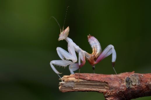 Orchid mantis - beautifully dressed as a flower, super predatory 6