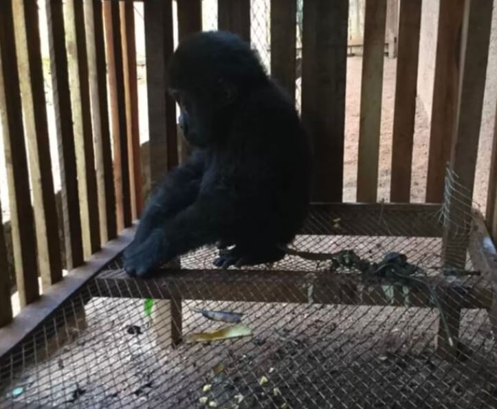 Orphaned baby gorilla hugs a caretaker after being rescued from the game trade 1