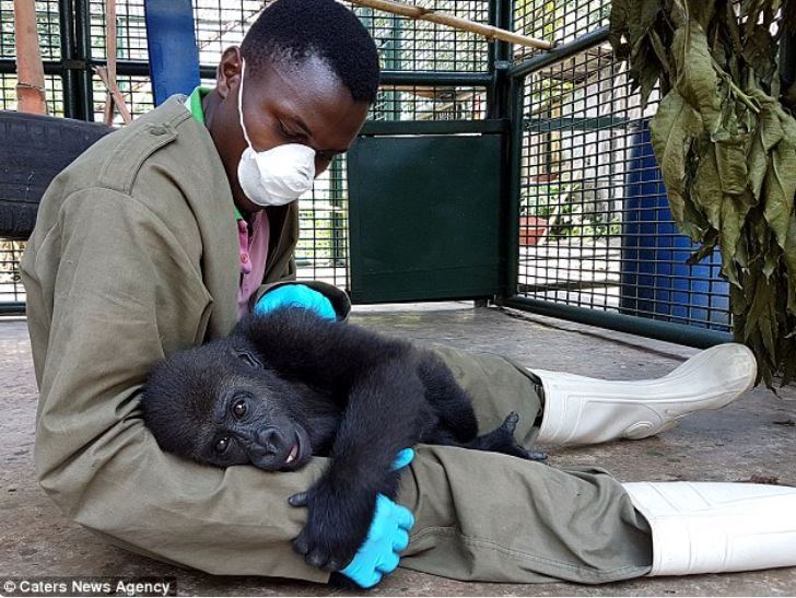 Orphaned baby gorilla hugs a caretaker after being rescued from the game trade 2