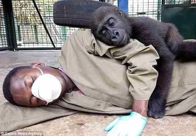Orphaned baby gorilla hugs a caretaker after being rescued from the game trade 3