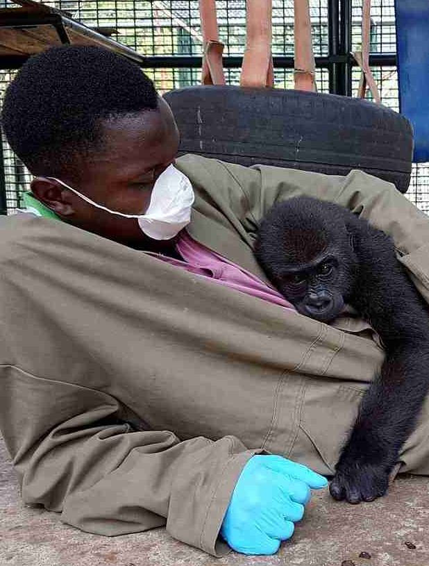 Orphaned baby gorilla hugs a caretaker after being rescued from the game trade 4